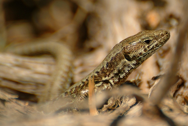 Podarcis muralis?